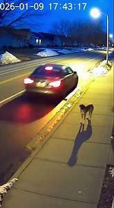 You’ll Be Shocked 💔 Dog Ordered Out of Car and Abandoned | Heartless Owner Caught on CCTV