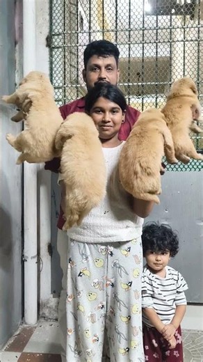 top quality heavy size golden retriever puppy available 9790966338