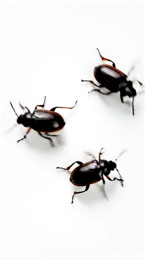 Cat Games: Small Beetles Crawling! (Bugs for Cats)