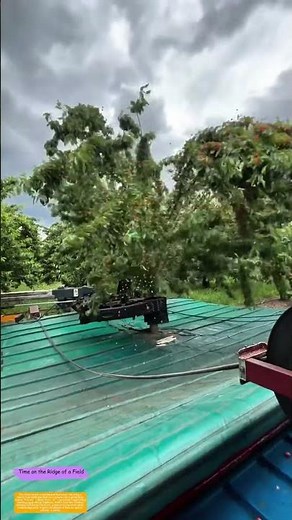 Shaking Trees, Not Just Leaves: How Modern Harvesting Catches Every Cherry