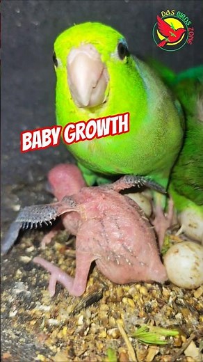 Pacific Parrotlet babies emerging from eggs #wildlife #shorts
