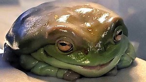 Obese Tree Frog Finds Permanent Home at North Carolina Reptile Rescue Where He Is Losing Weight