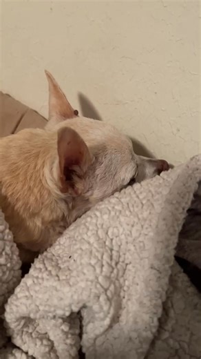 #nupe/noosh #justlickenwallnow | Bobbie Jean Brown