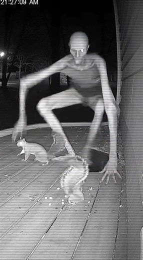 Pale Crawler Drops from Tree and Scatters Playful Squirrels 😱 Backyard CCTV 2:18 AM