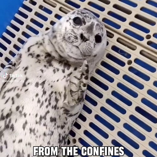 Understanding 'Empty Walls' by Serj Tankian