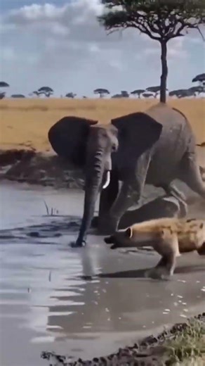 Jackal Approaches Elephant but Runs Back Fast | Wild Animal Encounter#wildlife #junglelife