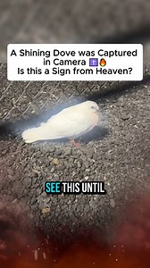 333K views · 31K reactions | Is this really a sign from heaven? #dove #spirituality #meaning #fypシ | Daily Faith | Facebook