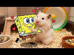 Funny Pets Love SpongeBob – Cute & Hilarious Pets Moments | Woa Doodland