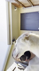 613 reactions · 23 shares | Drama girl is available for adoption and as you can tell, she's a lover!  Fill out an adoption application! https://www.abandonedpetproject.org/dog/#sl_embed&page=shelterluv_wrap_1601482166167%2Fembed%2Fanimal%2FAPPR-A-404 | Vet Ranch | Facebook