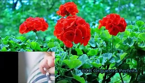 222K views · 8.1K reactions | Lindo Hinos Ccb coleção de lindos hinos. ( Deus abençoe a todos ) | CCB Nação Abençoada | Facebook