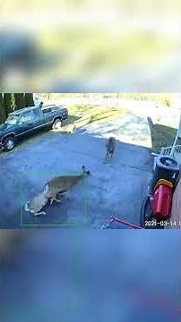 Watch This Fisherman HELP a Fish BURP! Then See What Happens... #shorts