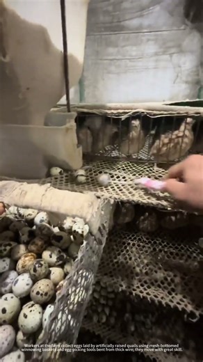 Collect eggs laid by artificially raised quails