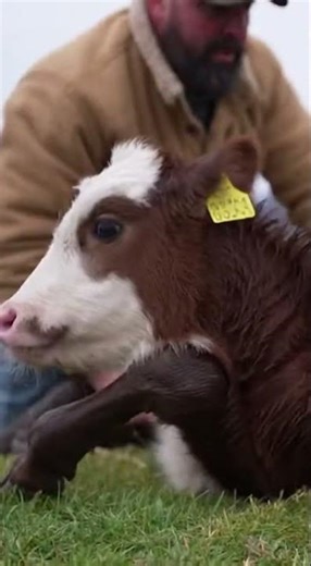 Man Rescues Calf From Muddy Trench — Powerful Farm Rescue