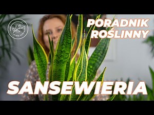 Sansevieria - How to care for sansevieria? Cultivation and care of plants