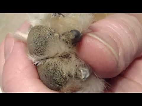 Woodruff Shelties Nail Trimming