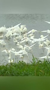 3.2K views · 40 reactions | Over a thousand #egrets have arrived for their spectacular migration at #Xixi Wetlands in #Xihu District! Witness this breathtaking natural event! #BeautifulXihu | Beautiful Xihu | Facebook
