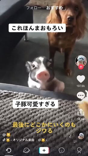 #子豚ちゃん#かわいい #前バズった#みんなにもみてほしい ＃面白いよ#最後まで見てみて