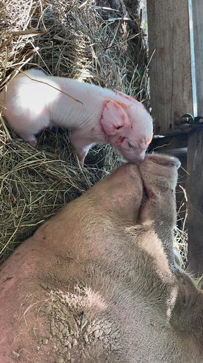 14K views · 153 reactions | Tell me this doesn’t put a smile on your face….. #Piglets #Pig #Piggy #FarmLife #Farming #Farm #TheHumanityProject #Fyp #Moncton #Dieppe #Riverview | The Humanity Project | Facebook
