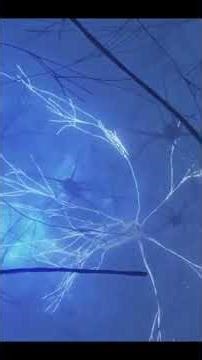 阅读中枢不存在？神经科学家说出真相