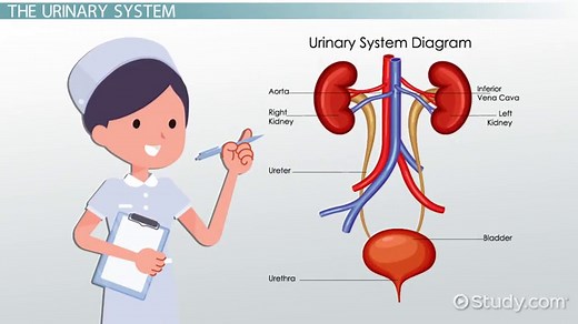 How the Urinary System Maintains Homeostasis | Overview & Process