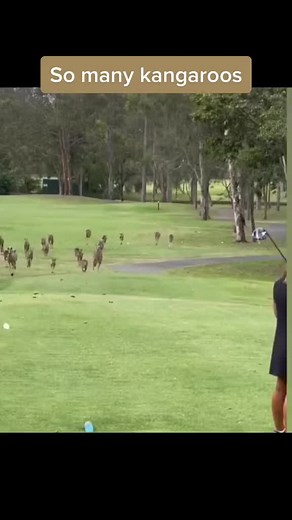 73K views · 2.8K reactions | Australia is wild 輦 | Hornby Eagles | Facebook