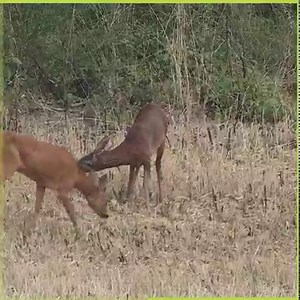 #VieSauvage I Le rut chez le chevreuil Dans un premier temps, c’est surtout de l’observation et de la prospection, tous les sens sont aux aguets. Les brocards se déplacent beaucoup, les plus jeunes d’entre eux sont repoussés d’un territoire à l’autre. Et puis ça gratte, ça tourne, ça tourne en rond, ça claque des dents avec des mimiques bien typiques. Magnifiques moments que nous offre le petit prince ! 📸 Dominique Gest | Fédération Nationale des Chasseurs