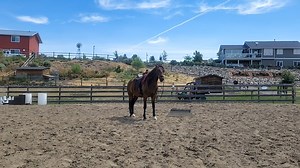 First Steps to Starting Your Horse