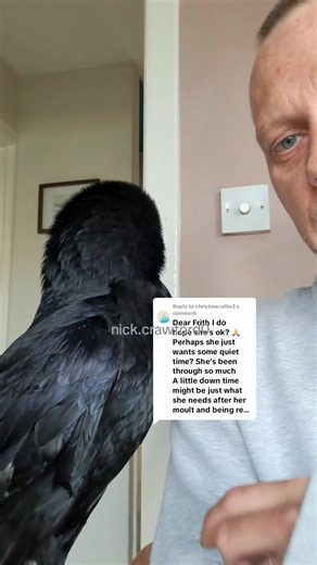 Understanding Raven Health and Seasonal Changes