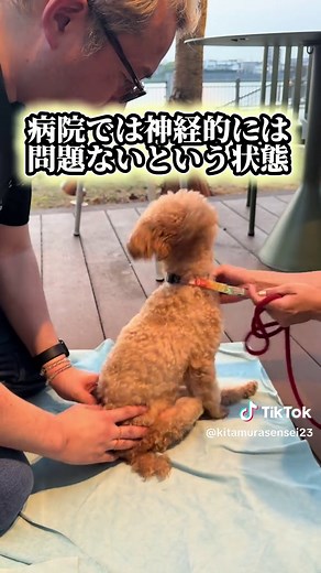 ペット整体｜車椅子のトイプーが軽快に歩けるようになった方法