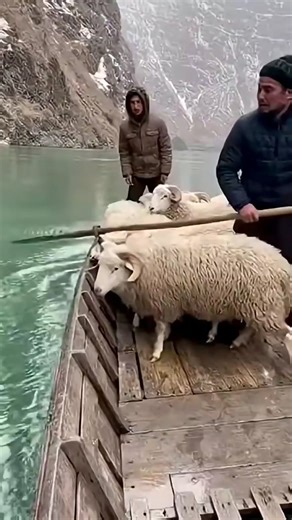 wild nature on Instagram: "ご存知ですか？日本では今、「歩く足跡」から発電しています！⚡ 日本では現在、一歩ごとに発生するエネルギーを電気に変換する圧電タイルが設置されています！🔋 人がこれらのタイルの上を歩くと、体重と動きによってタイルに圧力がかかり、タイルがわずかに曲がり、機械的な応力が生じます。タイル内の特殊な素材がこの圧力を電荷に変換します。⚙️ 一歩ごとに少量の電気が生成されますが、何百万人もの人が毎日歩く場合（東京の渋谷駅では1日240万歩以上！）、LEDライト、ディスプレイ、さらにはセンサーに電力を供給するのに十分なエネルギーが生成されます！💡🌱 この技術は、未来の都市が一歩ごとに「充電」されることを示しています。想像してみてください。もし私たちの都市がこのようなタイルで覆われていたら、私たちの動きだけで発電できるのでしょうか？ ⚡ #日本 #テクノロジー #イノベーション #グリーンエネルギー #未来技術 知識 知ってますか 技術事実 持続可能なエネルギー 発明 トレンド 日本は圧力電気磁器を使用して電気エネルギーを歩行に変換します。これ