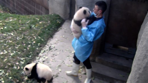 Nanny, let me help you but you have to hug me in return. (Cheng Shi) #adorable #love #HiPanda #ChengduPandaBase #PandaFun #BestJobInTheWorld For more panda information, please check out: https://en.ipanda.com | iPanda