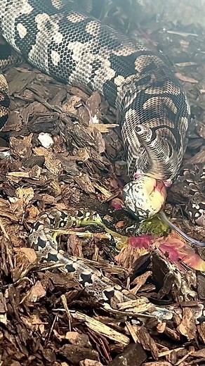 Most snakes lay eggs but some have live birth without a egg shell Dumerils boa 😱 #a#amazings#snakef#factn#nonv#venomouss#snakes