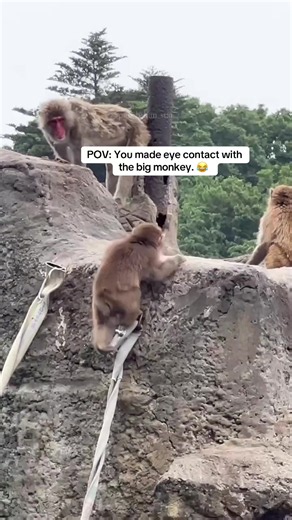 When you’re tiny and you spot the big monkey. 🙈💨 #punch #fyp #punchkun #tiktok #市川市動植物園