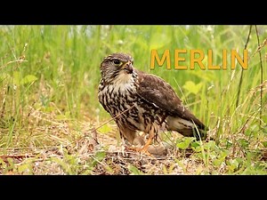 Merlin Eats Prey