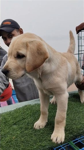 Angry Lab ❣️🔥| Serampore Pet Market | Galiff Street Dog Market #dog#shorts#pets #viral #labrador