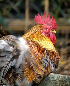Bielefelder Chicken Breed And What You Need To Know