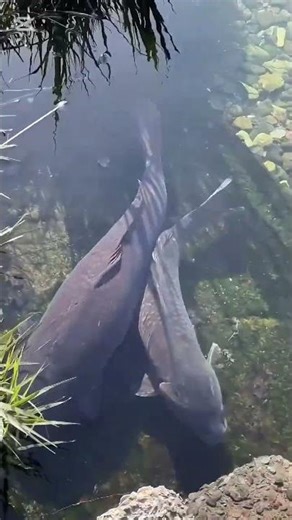 Two fish moving together.If the camera close them then they are left there.#fish#fishlover #fishlife