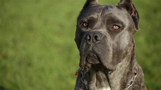Hobby cane corso breeder shows off her amazing Italian mastiffs
