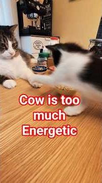 Cow’s Chaotic Plate Game Almost Ends in a Crash!