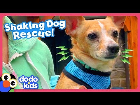 Family's 50th Foster Dog Is Their Trickiest Rescue Yet! | Dodo Kids | Rescued!