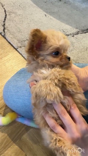 DOG SHOP CHOCOLATチワプーのしょう君