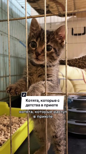 Необходимые вещи в приюте для котят