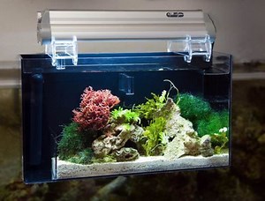 Refugium (fishkeeping) - Alchetron, The Free Social Encyclopedia
