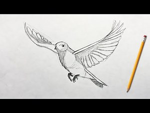 How to Draw a Bird in Flight - Easy, Step-by-Step Drawing