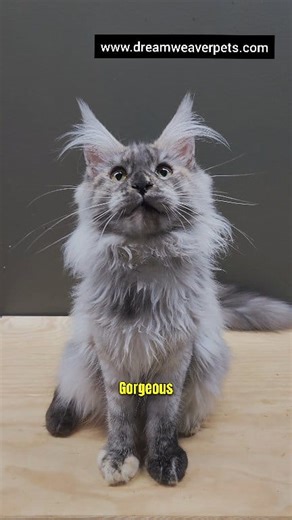 This gorgeous female Maine Coon kitten (blue collar) has some of the most unique fur patterns we’ve seen — light smoke base, hints of tortie, and silver undertones. ✨ We’re not 100% sure what her official CFA color classification would be — what do you think? Let us know in the comments below 👇 we’d love to hear from fellow breeders and Maine Coon enthusiasts! 🌐 Learn more about us: Visit our website — www.dreamweaverpets.com Our blog has care tips, kitten availability, and contact info. 👩‍❤️