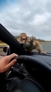 He's the crazy monkey #Logic_Academy | Logic Academy