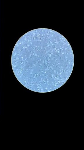 Human keratinocyte & Fibroblasts #fibroblast #phytodermatofatilab #fatinajafi #phytodermatology