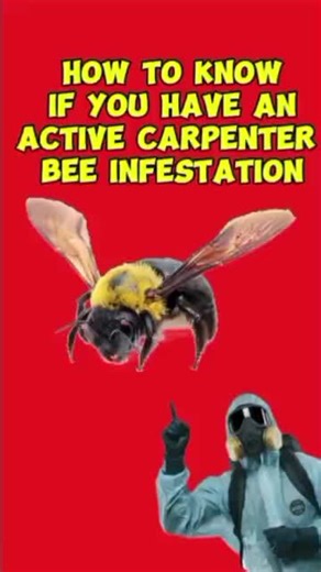 How to know if you have an active Carpenter Bee infestation🐝🪵👀 Carpenter bees don’t just buzz around — they drill into wood 🪵 Here’s how to know if you have an active carpenter bee infestation before the damage gets worse 👀 #carpenterbees #bees #pestcontrol #pesttok #bugtok