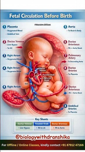 Fetal circulation: breathing without lungs powered by the placenta! #fetal #circulation #embryology