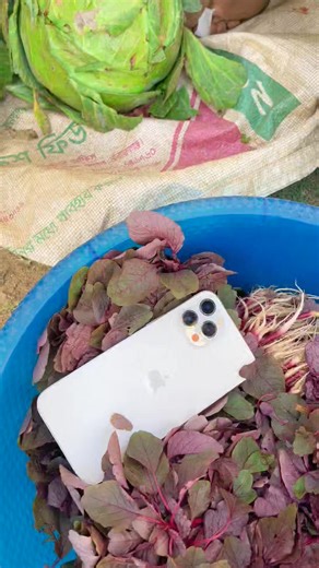 iPhone 12 Pro Max শাকের ভিতর , অতঃপর বেশী লোভ করলে যা হয় ,, বিস্তারিত ভিডিওতে ,, | Mama bhagne fun